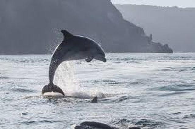 Baie Mt St Michel , Jullouville , Villa Caprice Rdc , 50 M Mer ,7 Pers , Pres Plage Dday Buitenkant foto