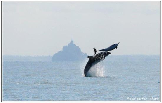 Baie Mt St Michel , Jullouville , Villa Caprice Rdc , 50 M Mer ,7 Pers , Pres Plage Dday Buitenkant foto